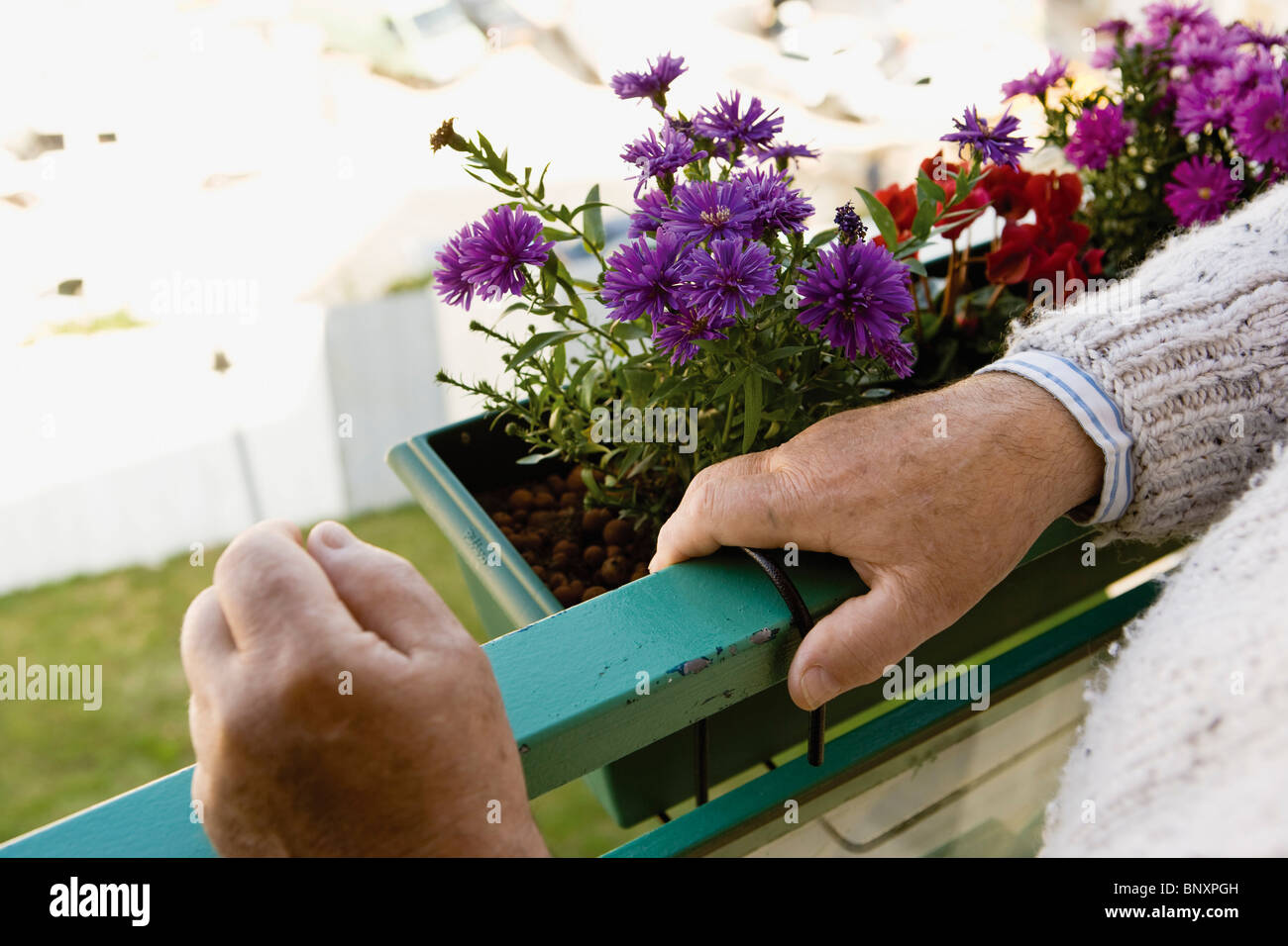 In piedi sul balcone, fiori che sbocciano in Window box Foto Stock