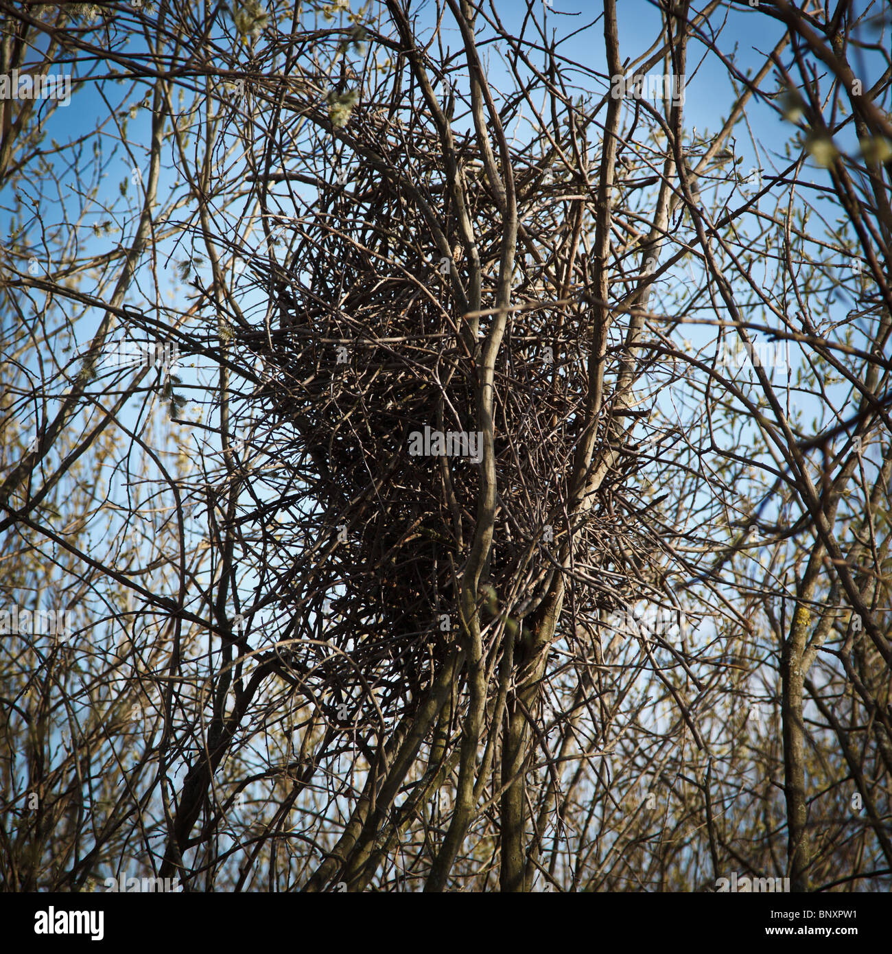 Il nido della gazza, crow famiglia, Pica pica. Foto Stock