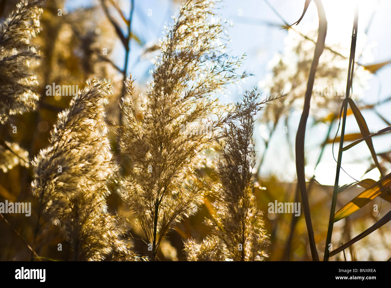 Canne secche incandescente in autunno sun Foto Stock