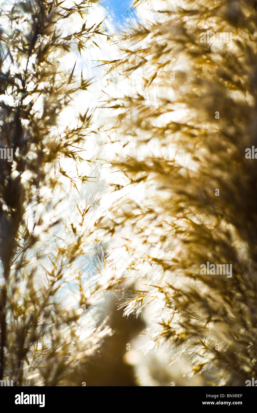 Seedheads di canne secche retroilluminati da Bright sole autunnale Foto Stock