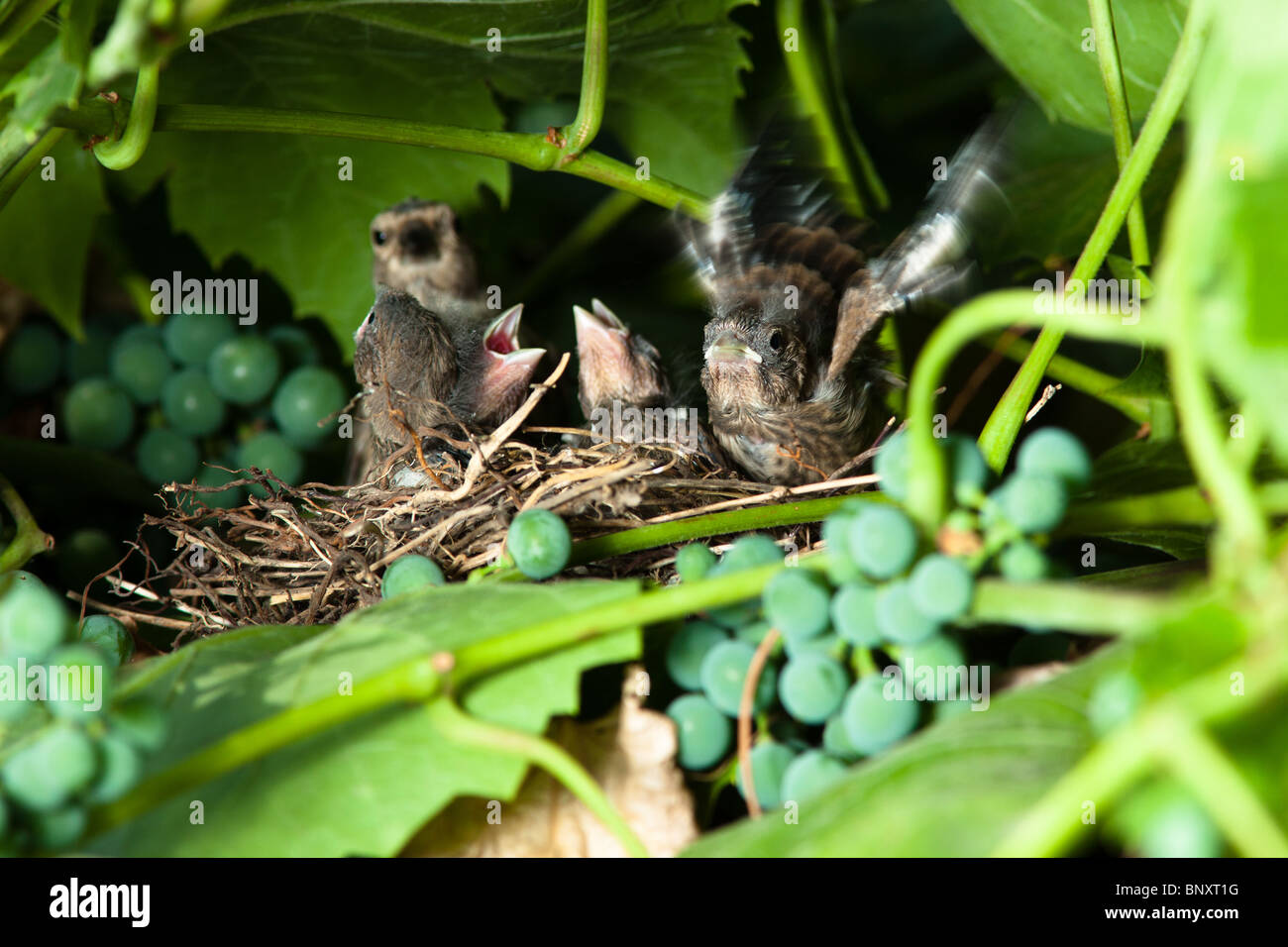 Il nido di un Linnet (Acanthis cannabina, Carduelis) con uccelli baby nella natura. Foto Stock