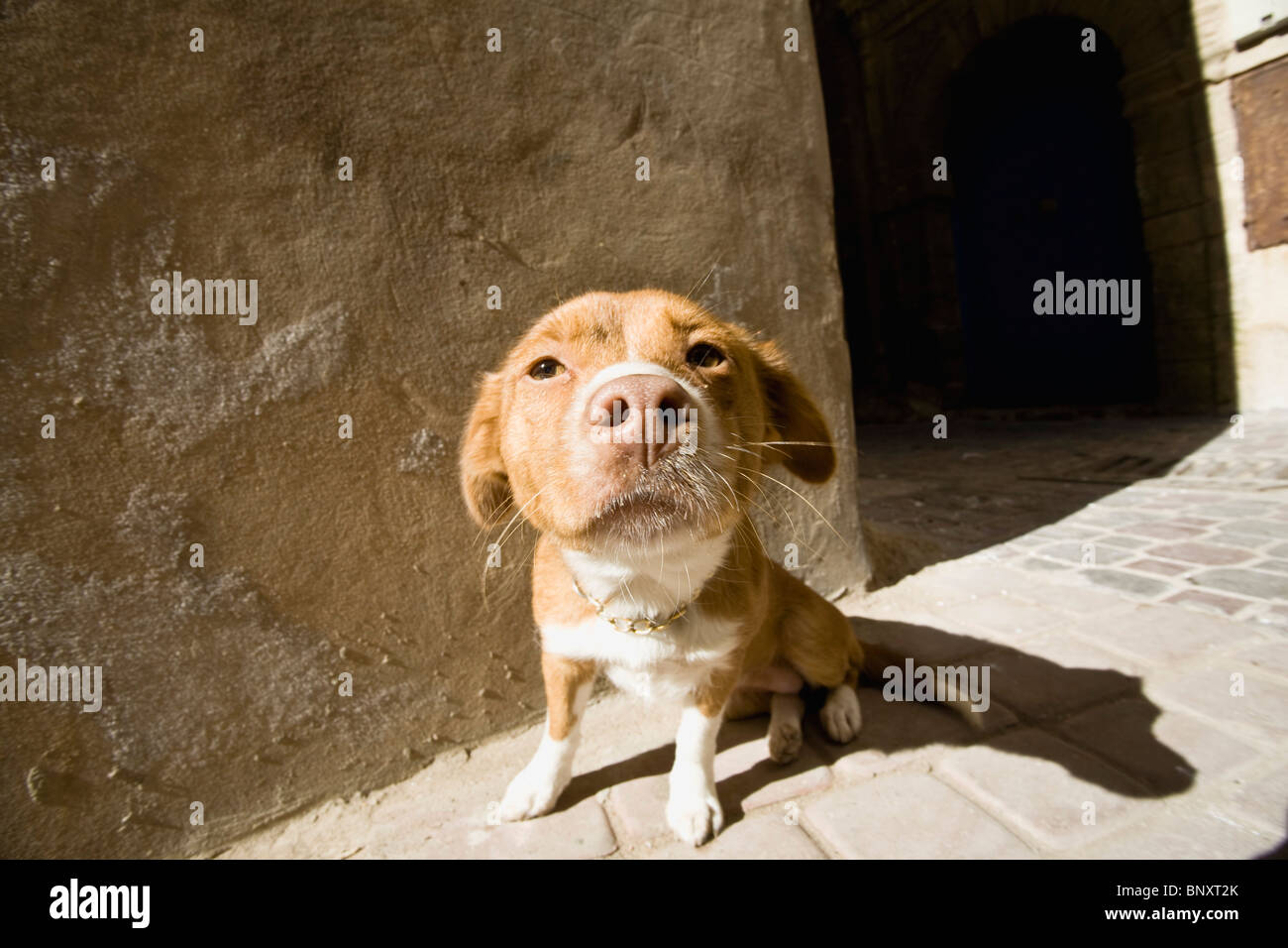 Dog sitter sul marciapiede Foto Stock