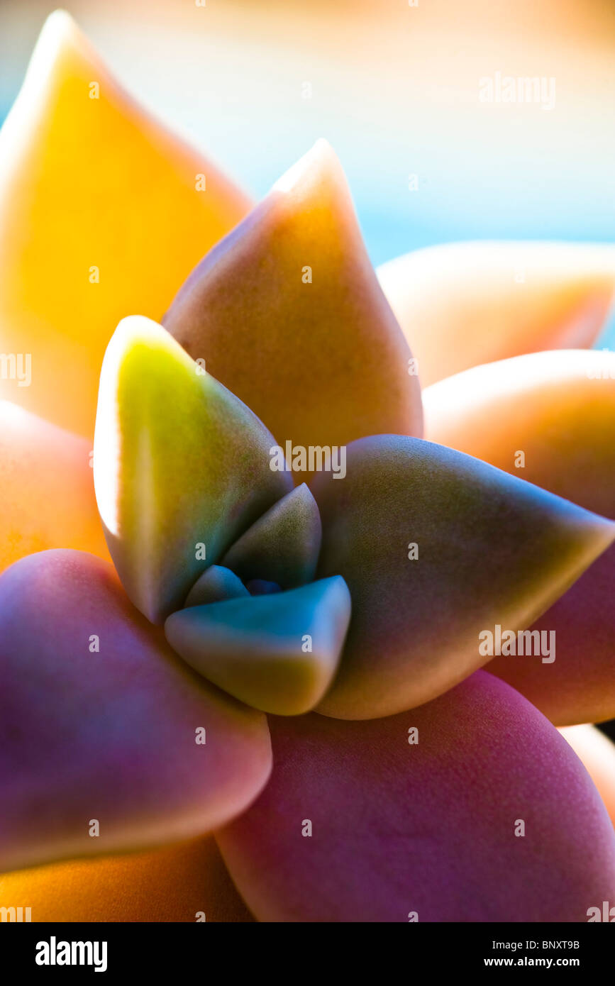 Echeveria, close-up Foto Stock