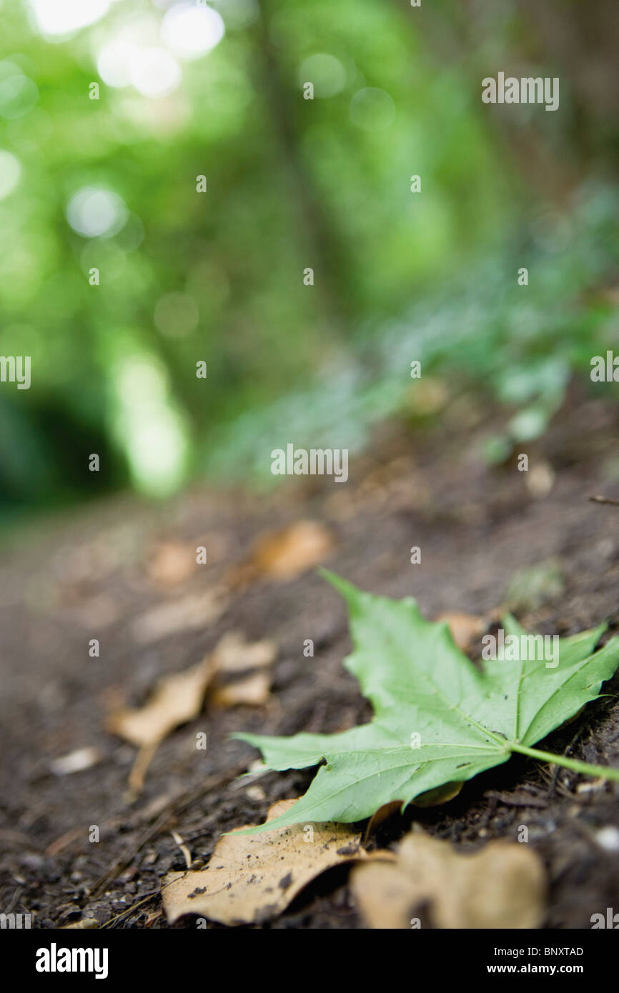 Caduto il verde foglia di acero sul suolo della foresta Foto Stock