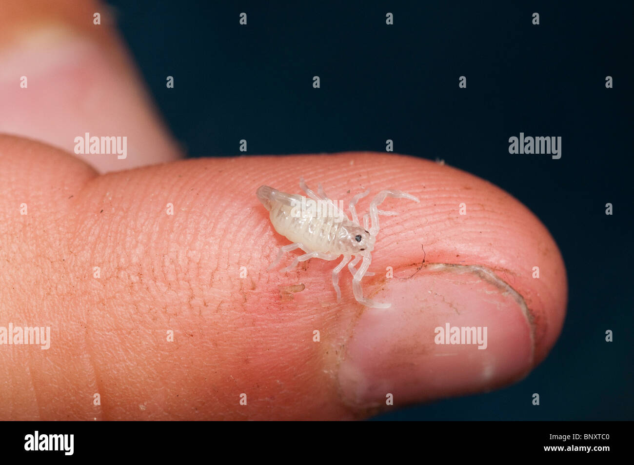 Stripe-tailed Scorpion appena nato giovane. Foto Stock