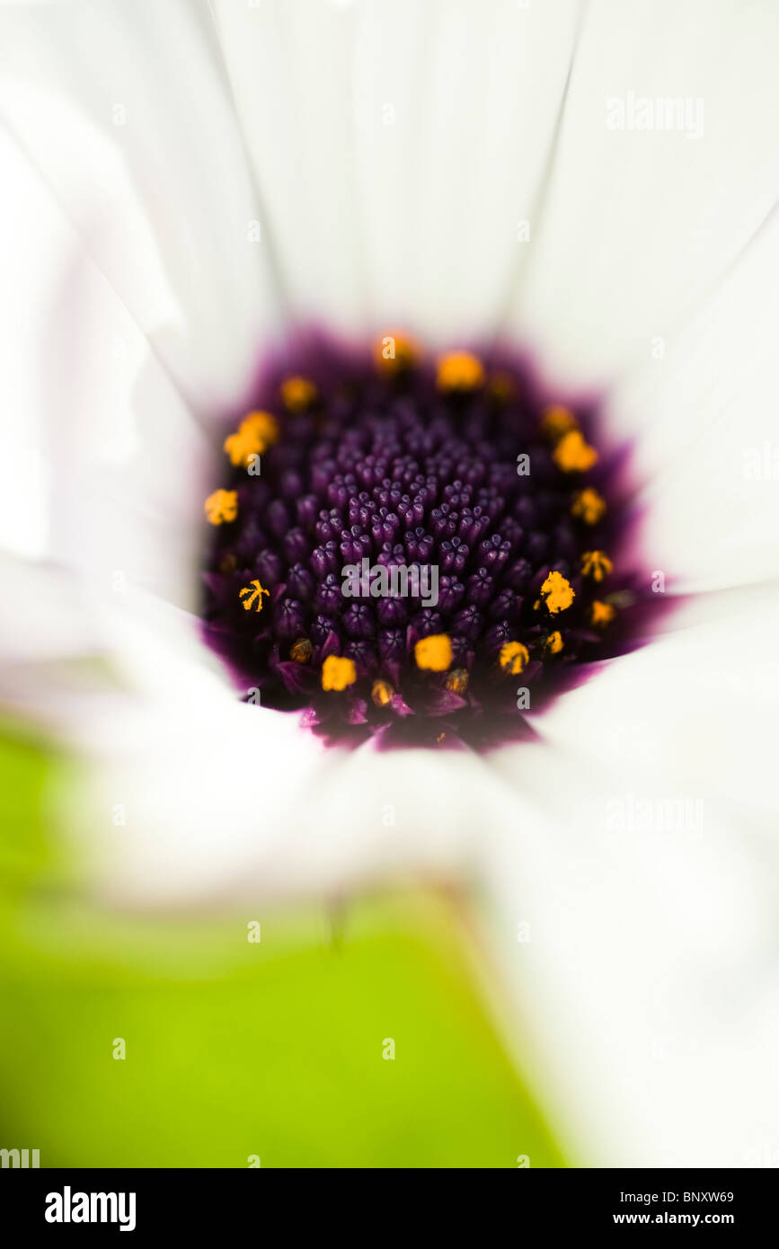 Centro del fiore osteospermum, close-up Foto Stock