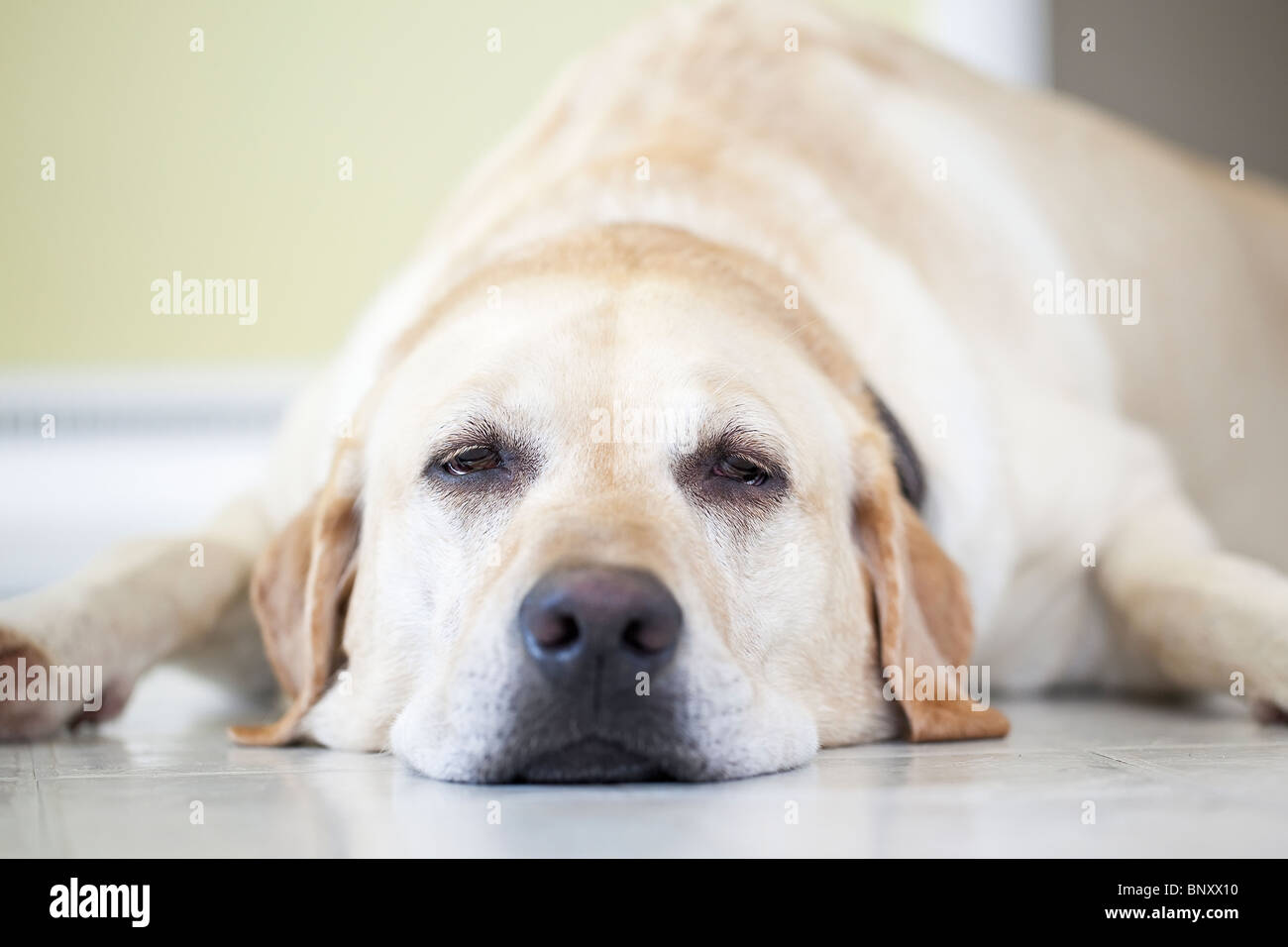 Vista ravvicinata di una sonnolenta giallo Labrador Retriever cane sdraiato sul pavimento. Winnipeg, Manitoba, Canada. Foto Stock