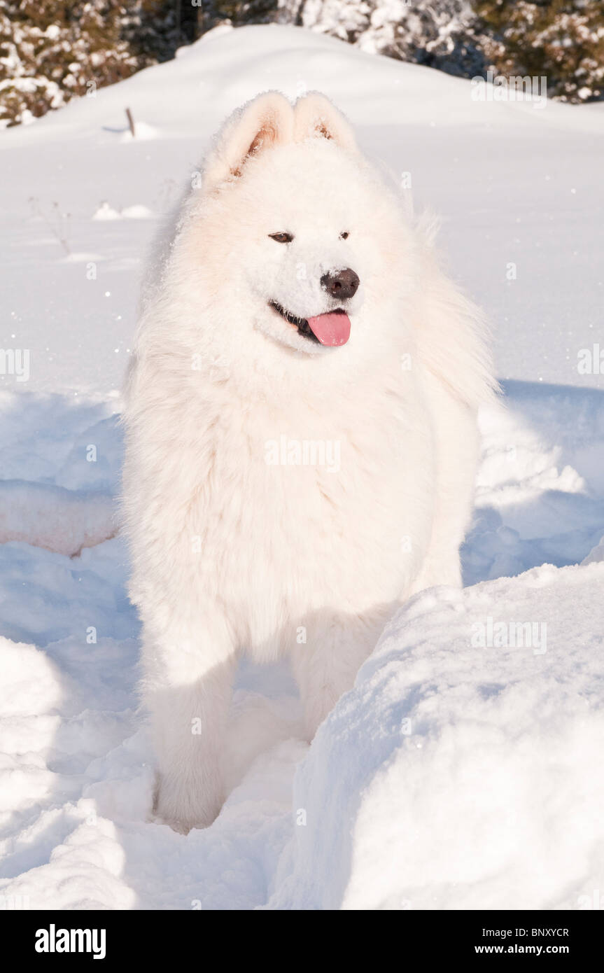 Samoiedo cane, bjelkier, nella neve Foto Stock