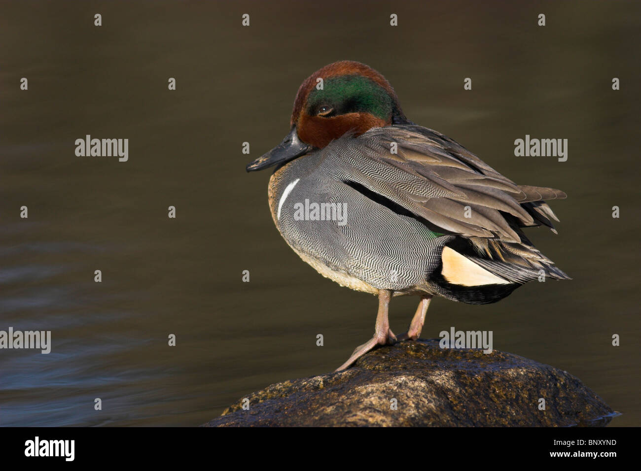 Comune o alato verde alzavola maschio (Anas crecca) Burnaby lago, Vancouver, Canada. Foto Stock