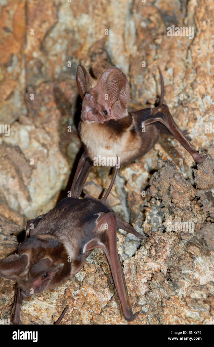 I pipistrelli a coda libera di Harrison (Otomops harrisoni) in grotta, nel Kenya centrale Foto Stock