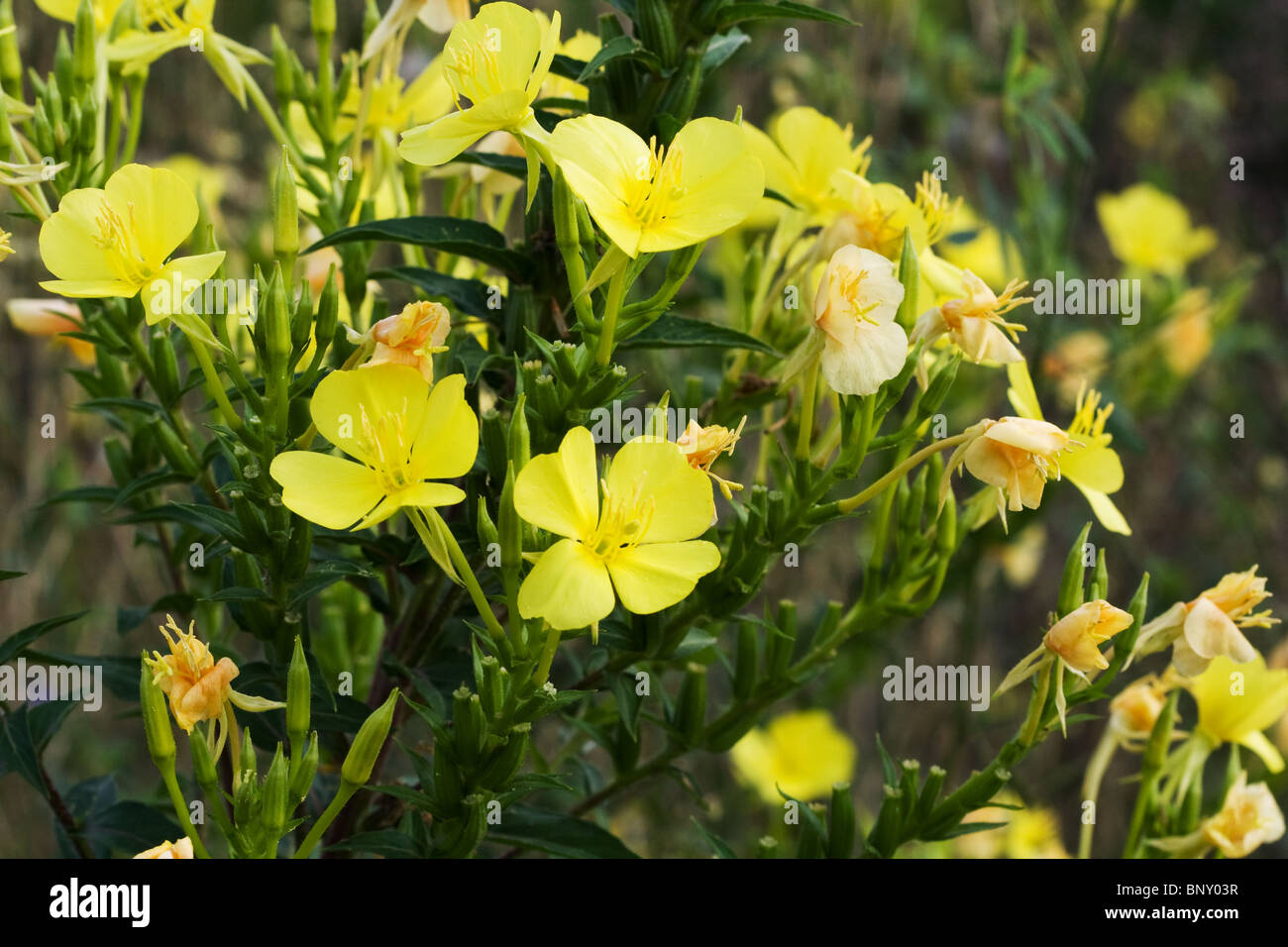 Close-up di Evening Primerose (oenothera biennis) fiori. Foto Stock