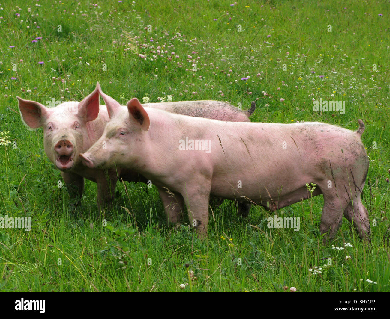 Suini, suini, suini all'aperto in un campo, intervallo libero suini Foto Stock