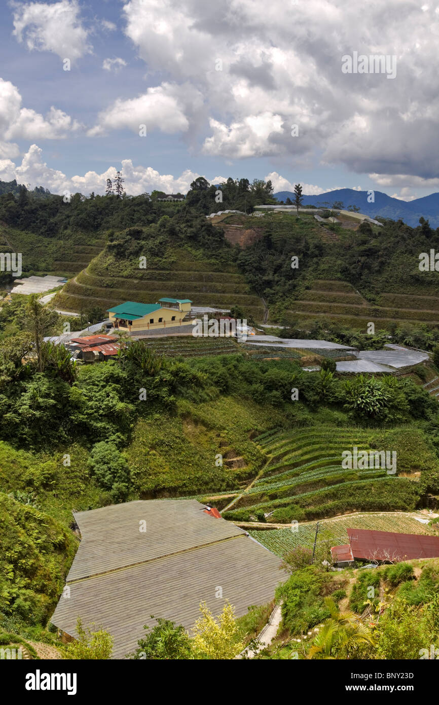 Il villaggio della valle delle rose, vicino Brinchang, Malaysia. Ripide colline terrazzate crescere frutta verdura e tè. Foto Stock