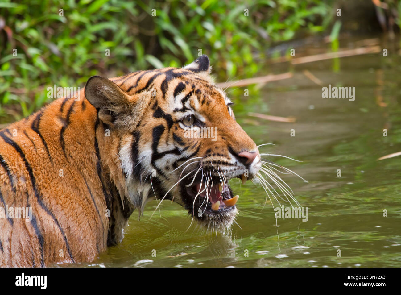 La tigre di Sumatra (Panthera tigris sumatrae). Foto Stock