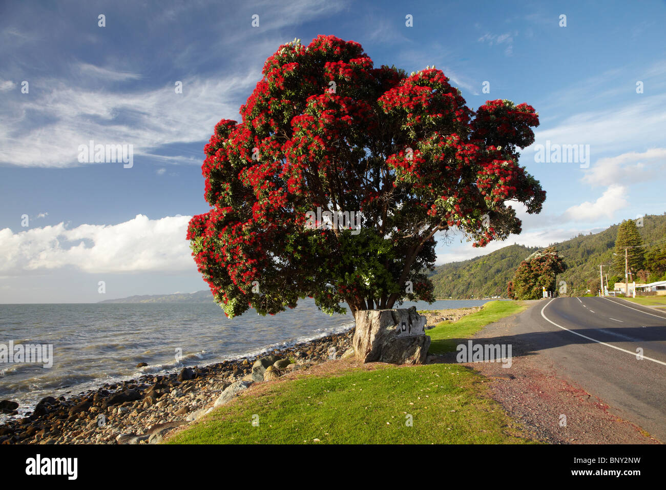 Albero Pohutukawa in Bloom, Ngarimu Bay, Thames Costa, Penisola di Coromandel, Isola del nord, Nuova Zelanda Foto Stock