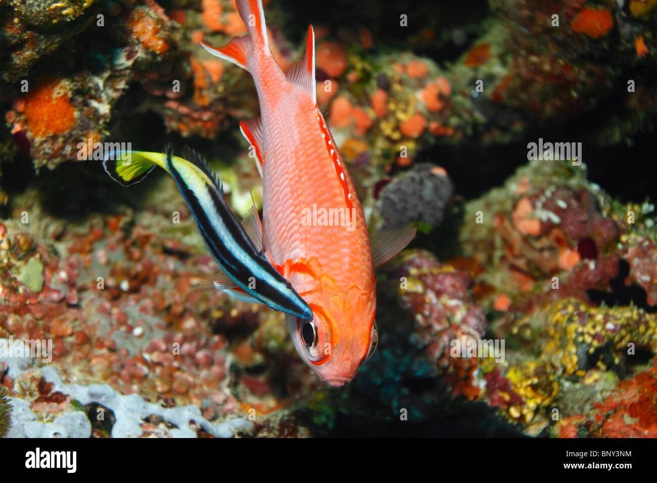 Pesce pulitore striato blu immagini e fotografie stock ad alta risoluzione  - Alamy