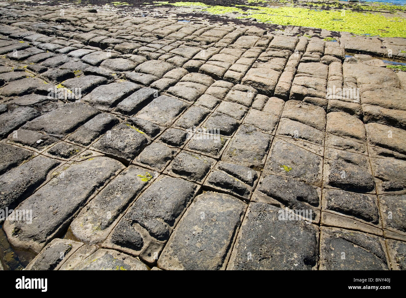 La pavimentazione a mosaico - una formazione rocciosa naturale sulla Penisola Tasmana. La Tasmania, Australia Foto Stock