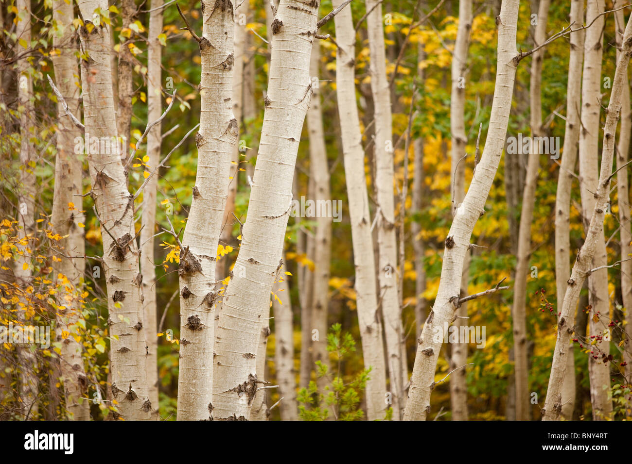 Carta tronchi di betulla, Parco Nazionale di Acadia, Maine, Stati Uniti d'America Foto Stock