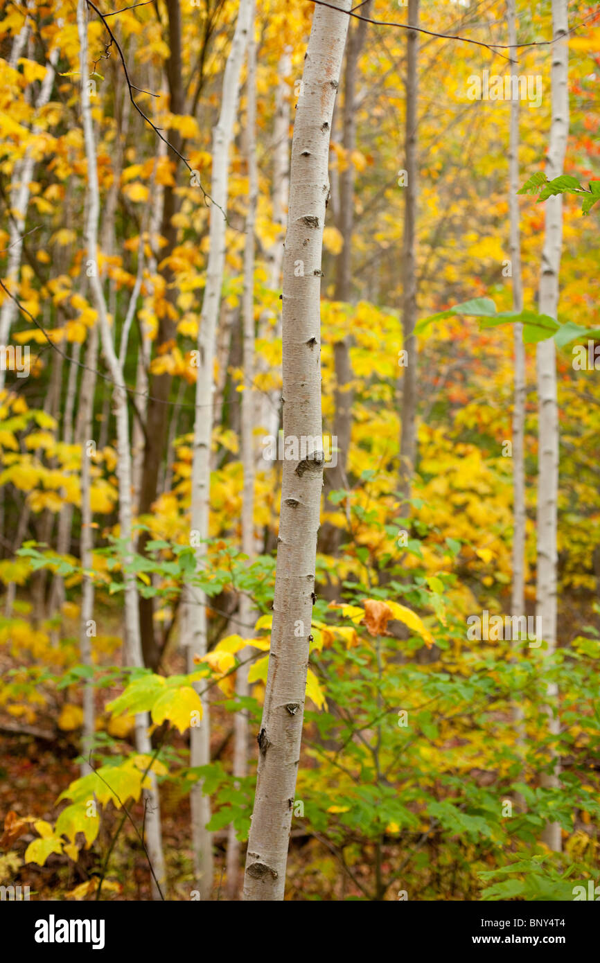 Aspen alberi in autunno, il Parco Nazionale di Acadia, Maine, Stati Uniti d'America Foto Stock