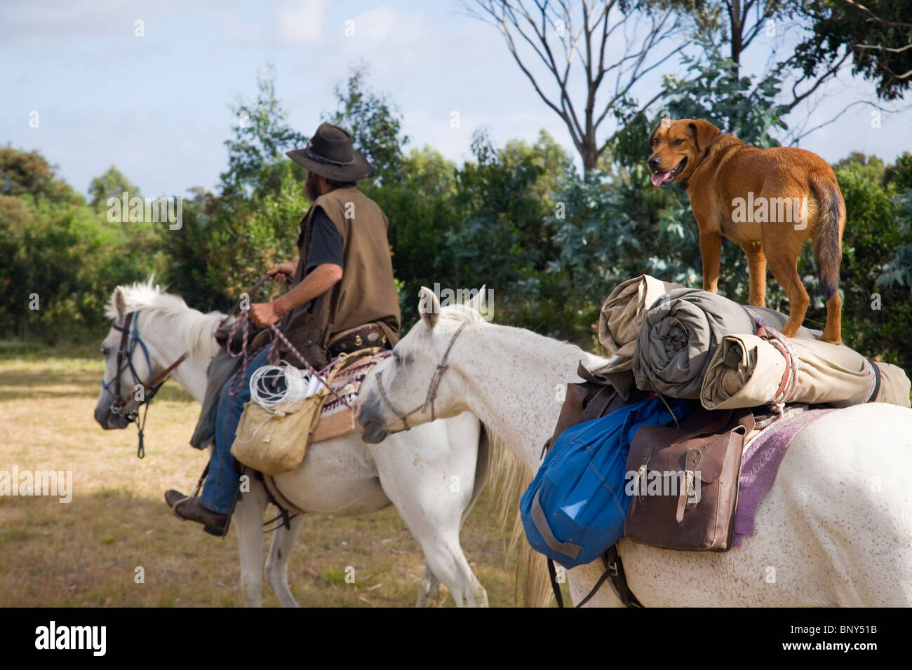 Boscimane della Tasmania e il suo cane viaggiare a cavallo, nei pressi di George Town, Tasmania, Australia Foto Stock