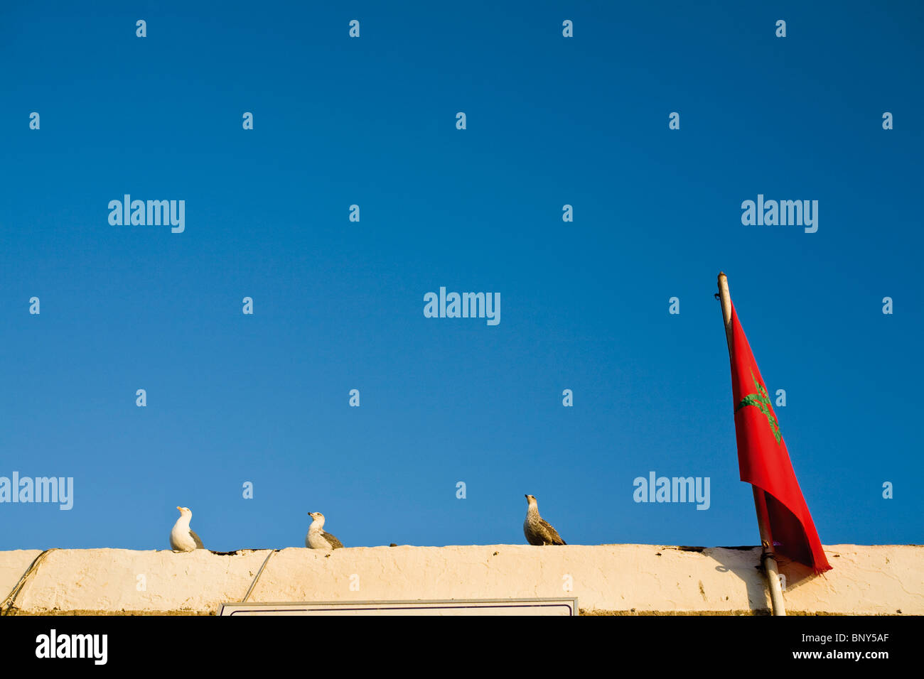 I gabbiani appollaiato sul tetto di un edificio accanto alla bandiera del Marocco Foto Stock