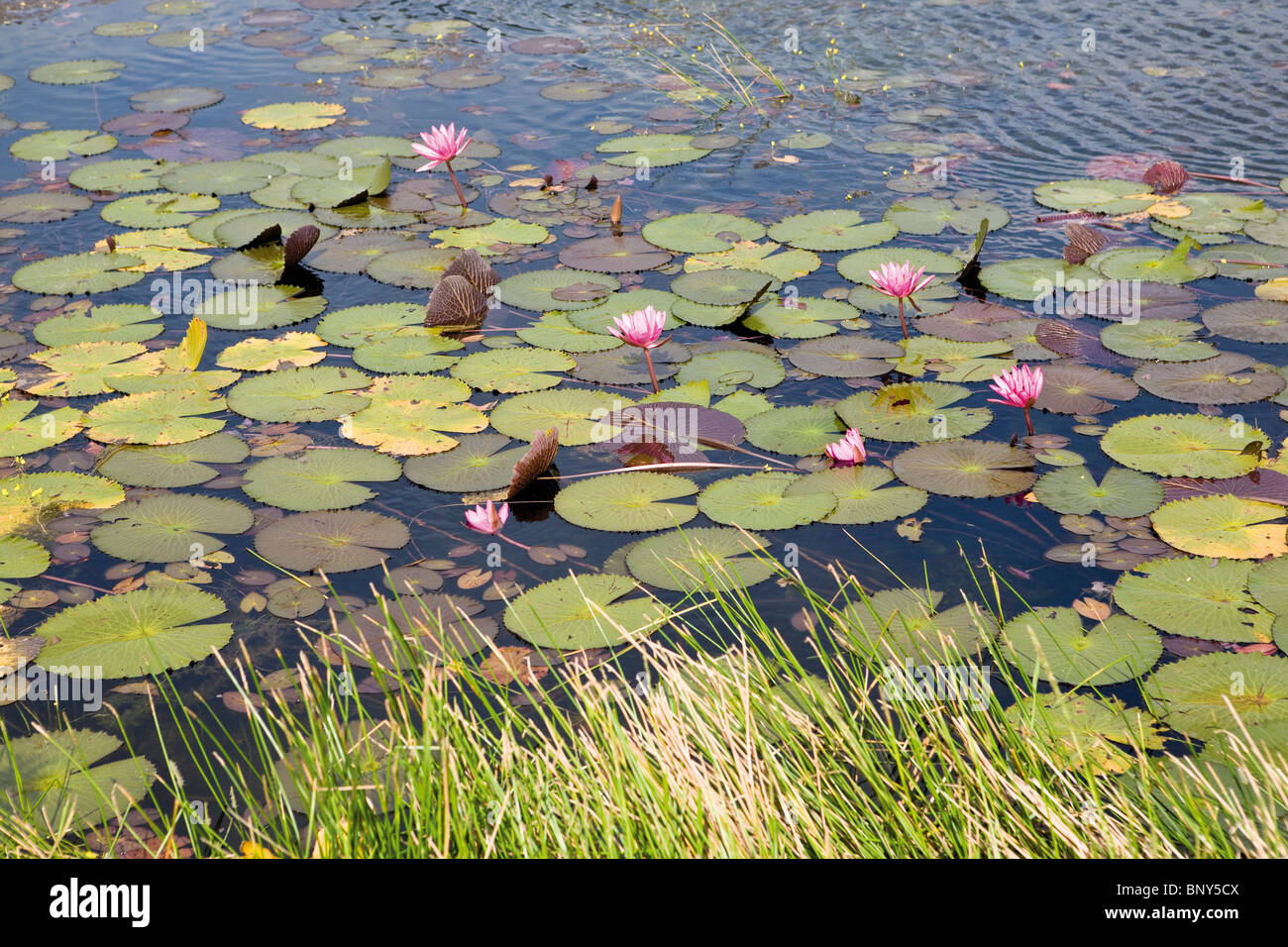 Water Lilies sulla superficie di un lago, Con Son Isola, Vietnam Foto Stock