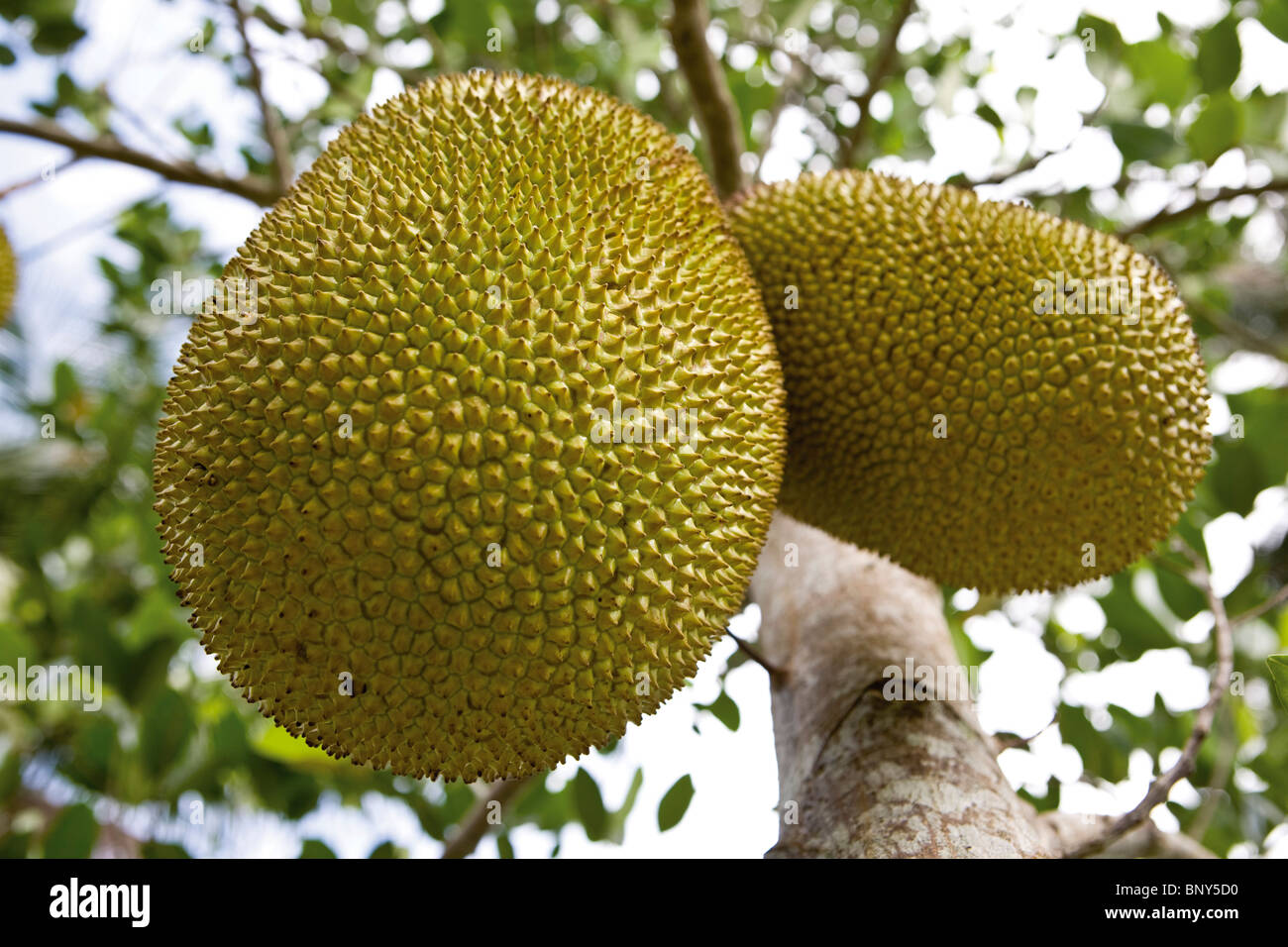 Jackfruit su albero Foto Stock