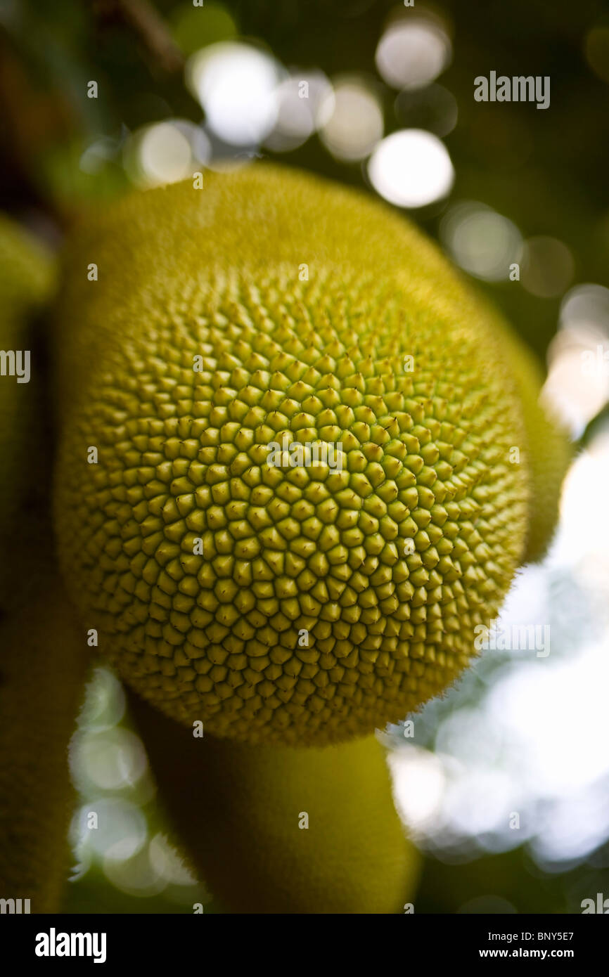 Jackfruit (Artocarpus heterophyllus) su albero Foto Stock