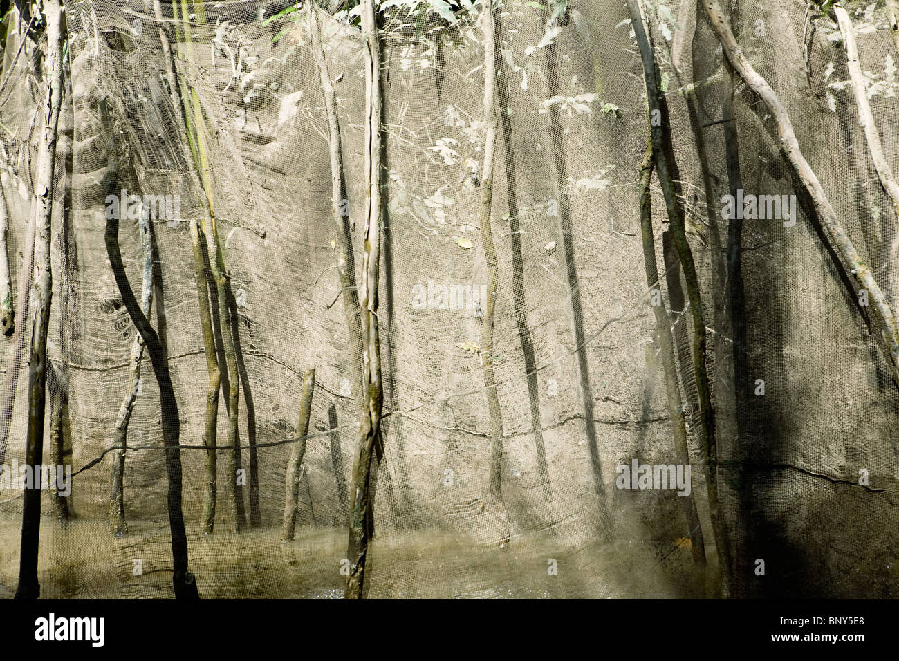 Le reti da pesca istituito per la cattura di pesce quando la marea si spegne sul fiume Mekong, ben tre Provincia, Vietnam Foto Stock