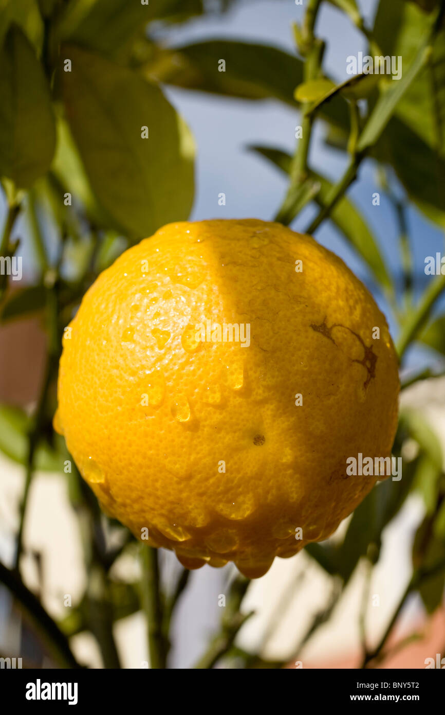 Orange cresce sugli alberi, close-up Foto Stock
