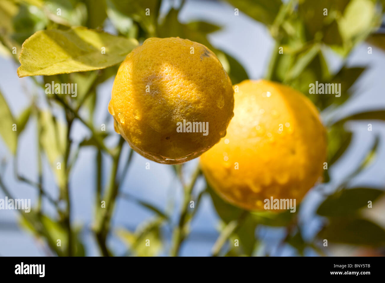 Arance crescente su albero Foto Stock