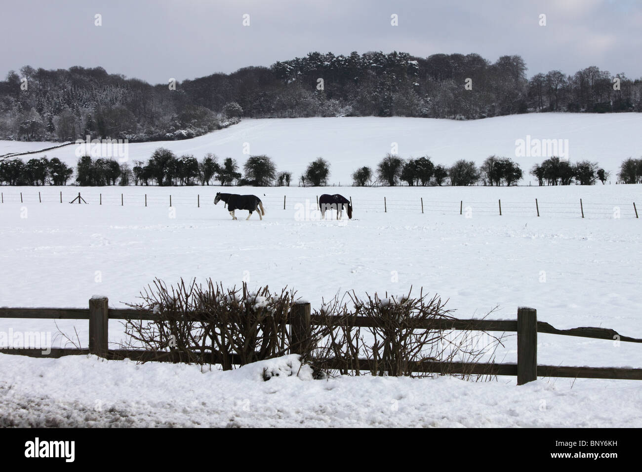 Cavalli nella neve in campo con Chiltern Hills dietro in corrispondenza di estremità di fresa, Hambleden, Buckinghamshire, Inghilterra, Regno Unito, inverno Foto Stock