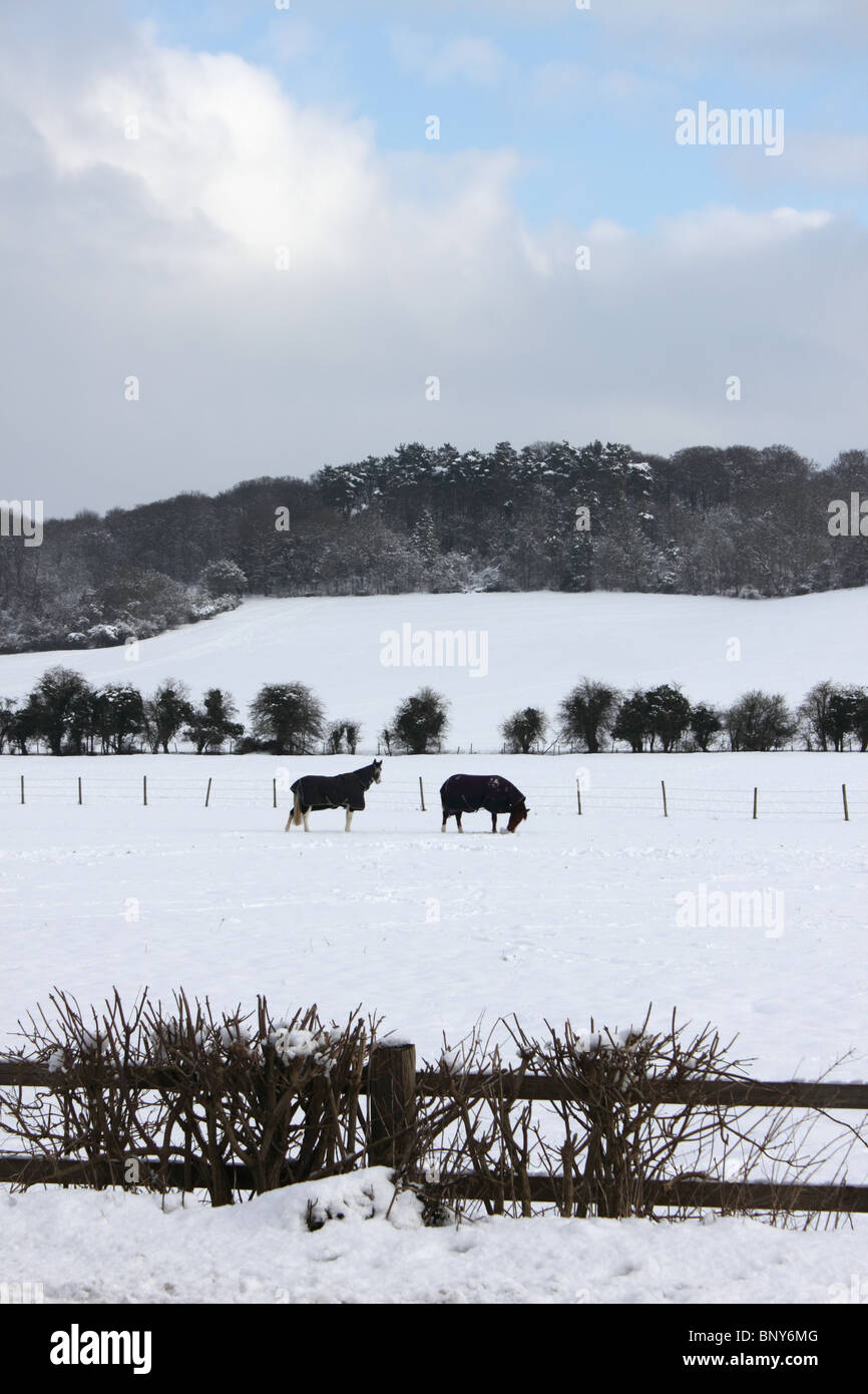 Cavalli nella neve in campo con Chiltern Hills dietro in corrispondenza di estremità di fresa, Hambleden, Buckinghamshire, Inghilterra, Regno Unito, inverno Foto Stock