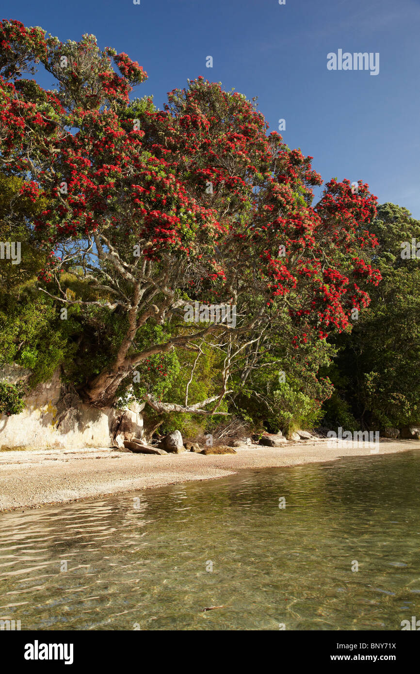Alberi Pohutukawa, sbarco dei traghetti, Whitianga, Penisola di Coromandel, Isola del nord, Nuova Zelanda Foto Stock