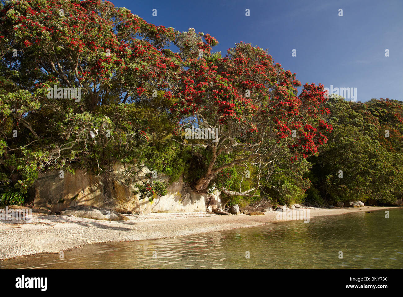 Alberi Pohutukawa, sbarco dei traghetti, Whitianga, Penisola di Coromandel, Isola del nord, Nuova Zelanda Foto Stock