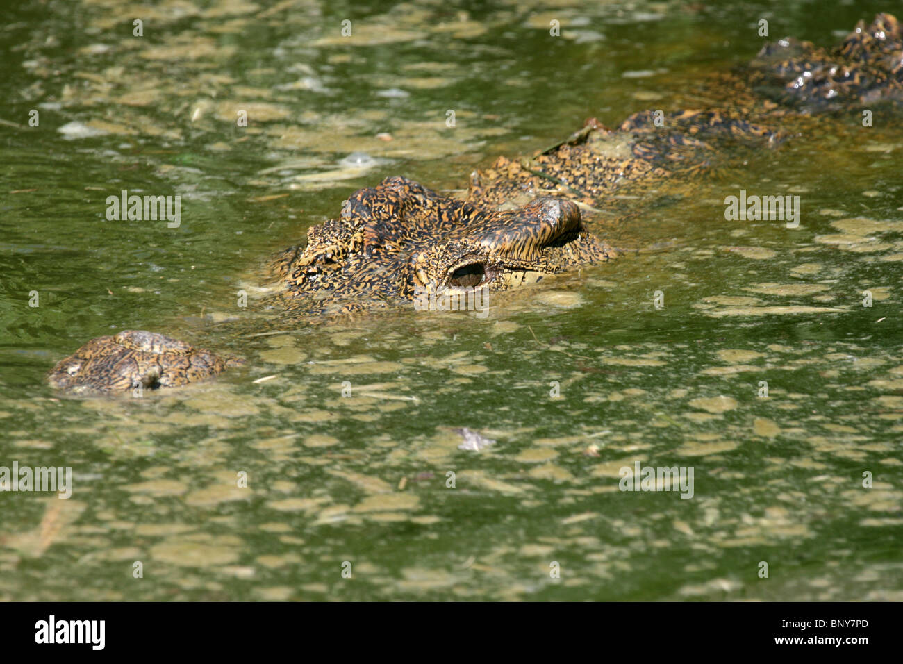 Un coccodrillo del Nilo semi sommerso in acqua e in attesa di preda, Uganda Foto Stock