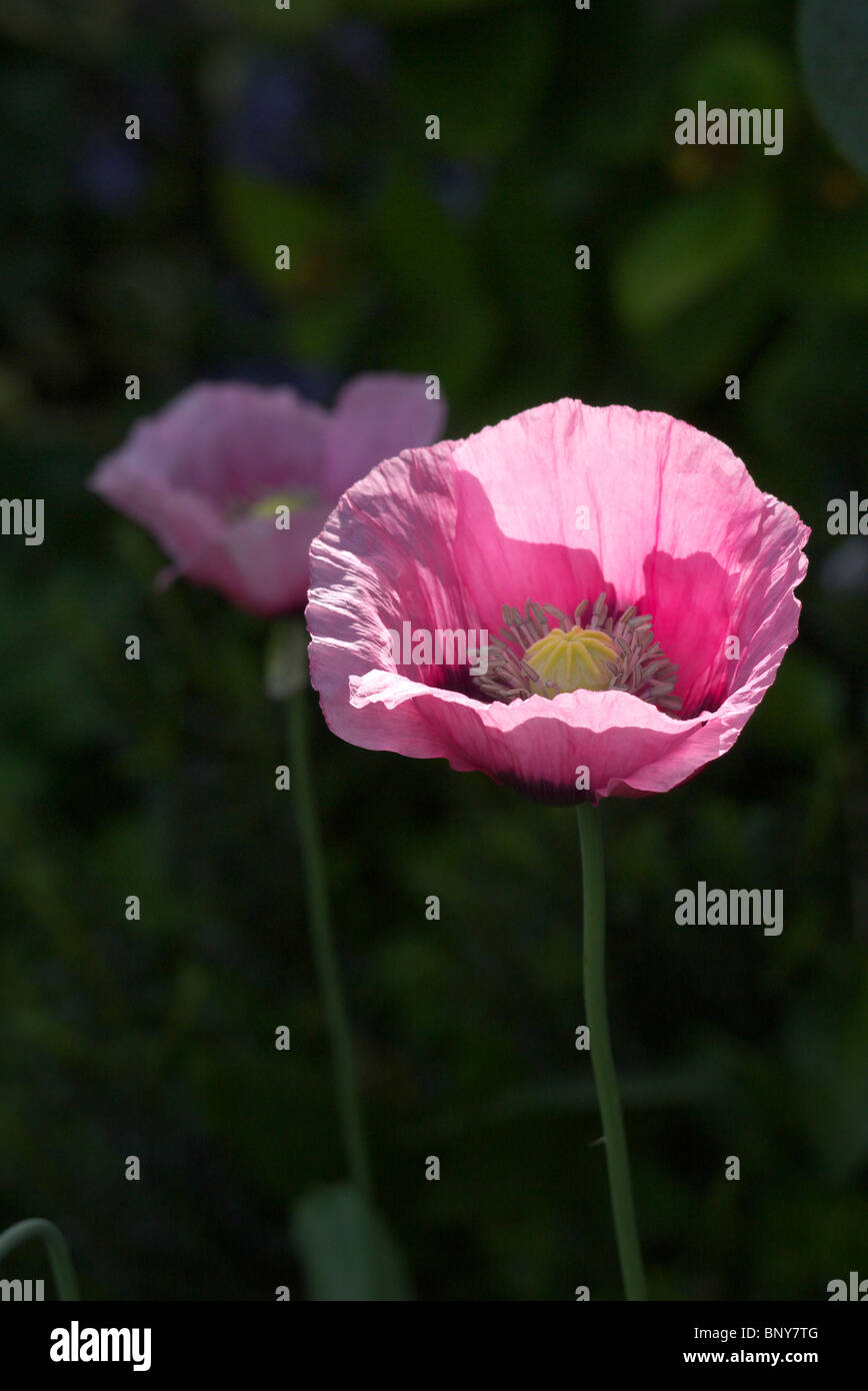 Il papavero alta illuminata dal sole Foto Stock