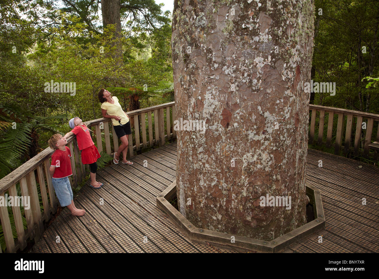 Famiglia visitando giganteschi alberi kauri, Waiau Kauri Grove, 309 Road, Penisola di Coromandel, Isola del nord, Nuova Zelanda Foto Stock