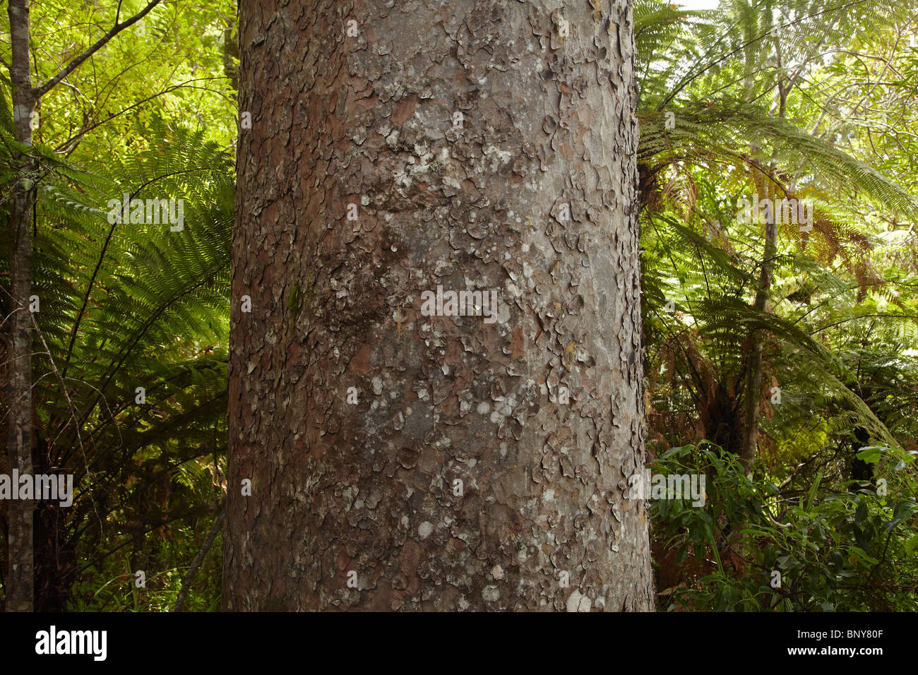 Kauri Tree, Waiau Kauri Grove, 309 Road, Penisola di Coromandel, Isola del nord, Nuova Zelanda Foto Stock