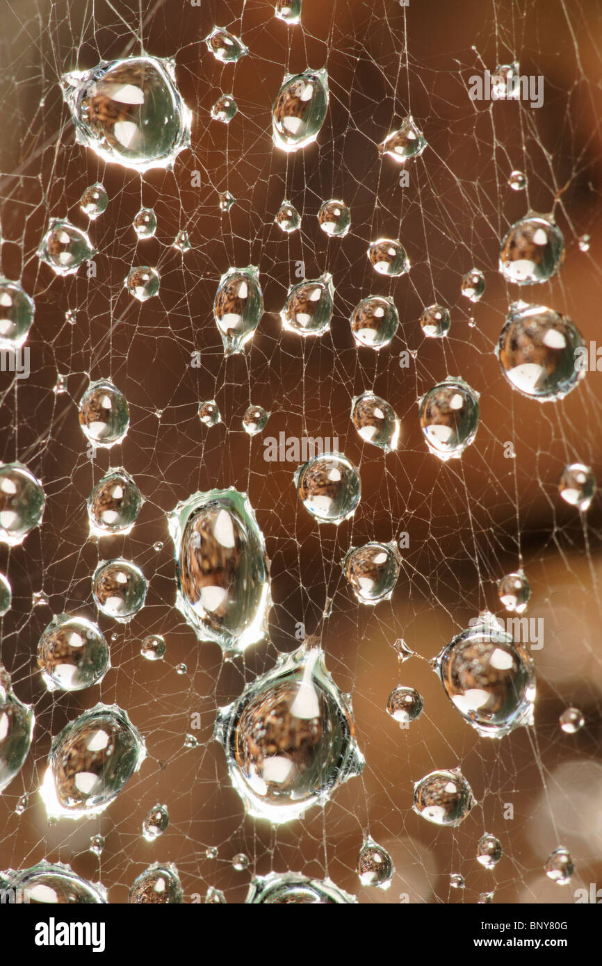 Le goccioline di acqua sulla spider web. Foto Stock