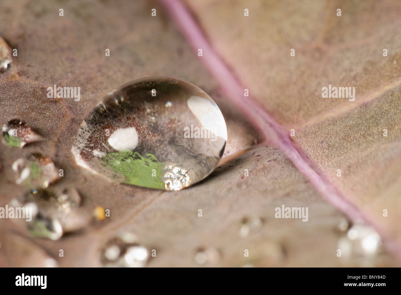 Goccia di acqua sulla foglia di cavolo. Foto Stock