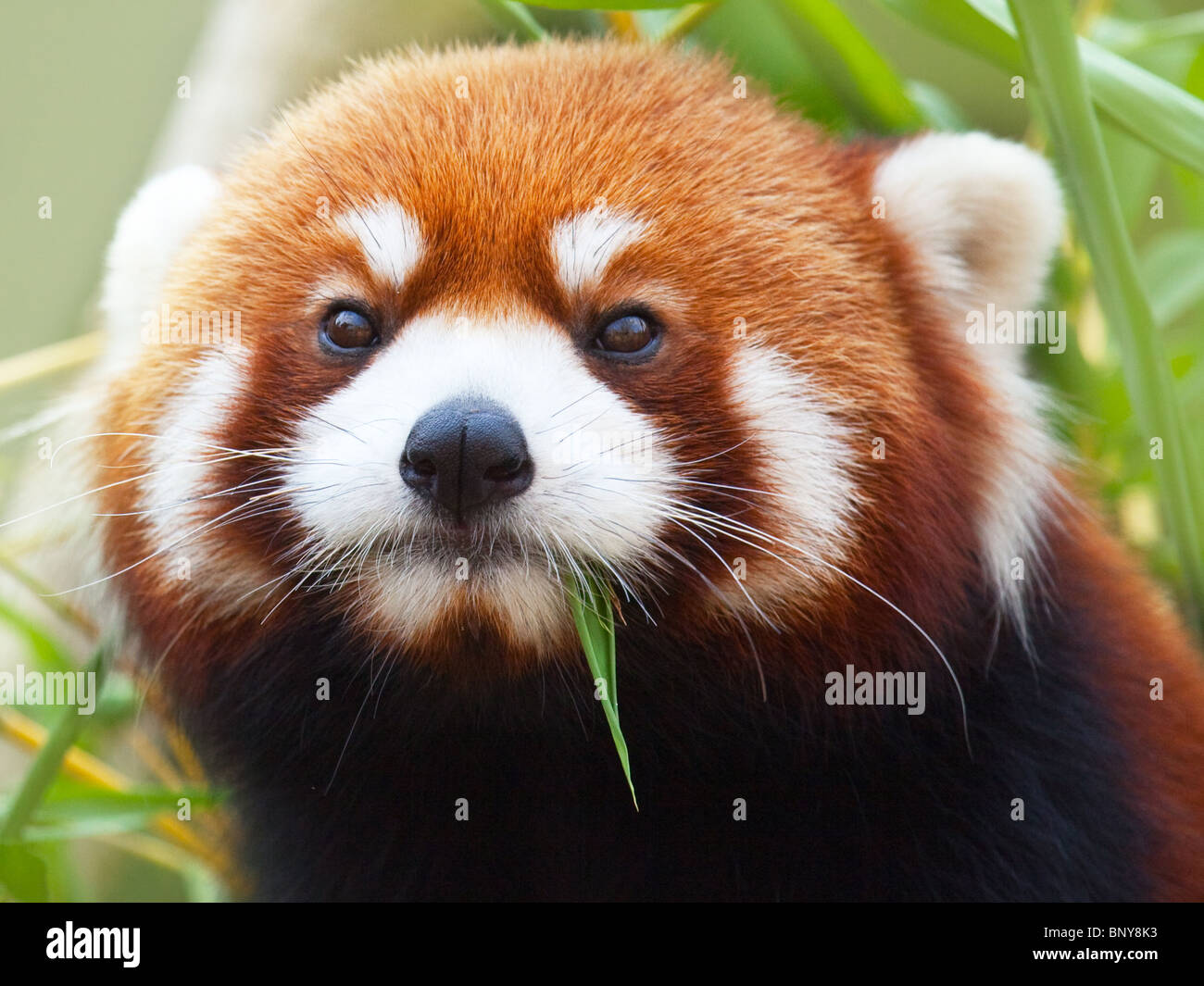Il panda rosso, Firefox o panda minore (Nome tassonomico: Ailurus fulgens, 'shining cat') Foto Stock