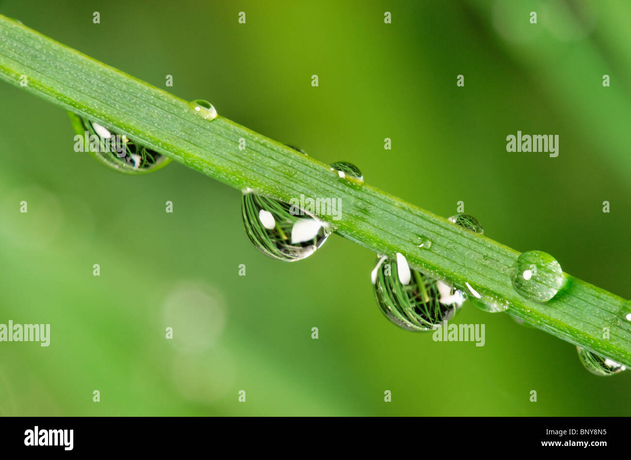 Le goccioline di acqua su erba cipollina. Foto Stock