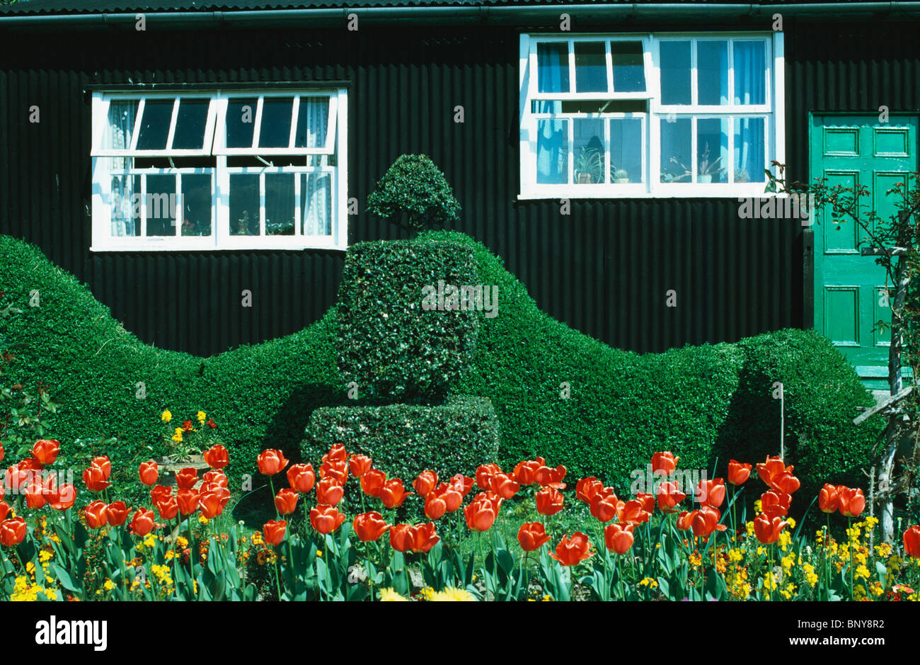 Tulipani rossi e giallo wallflowers e agganciata siepe di bosso in giardino frontale di legno nero weekend cottage con finestre bianche Foto Stock