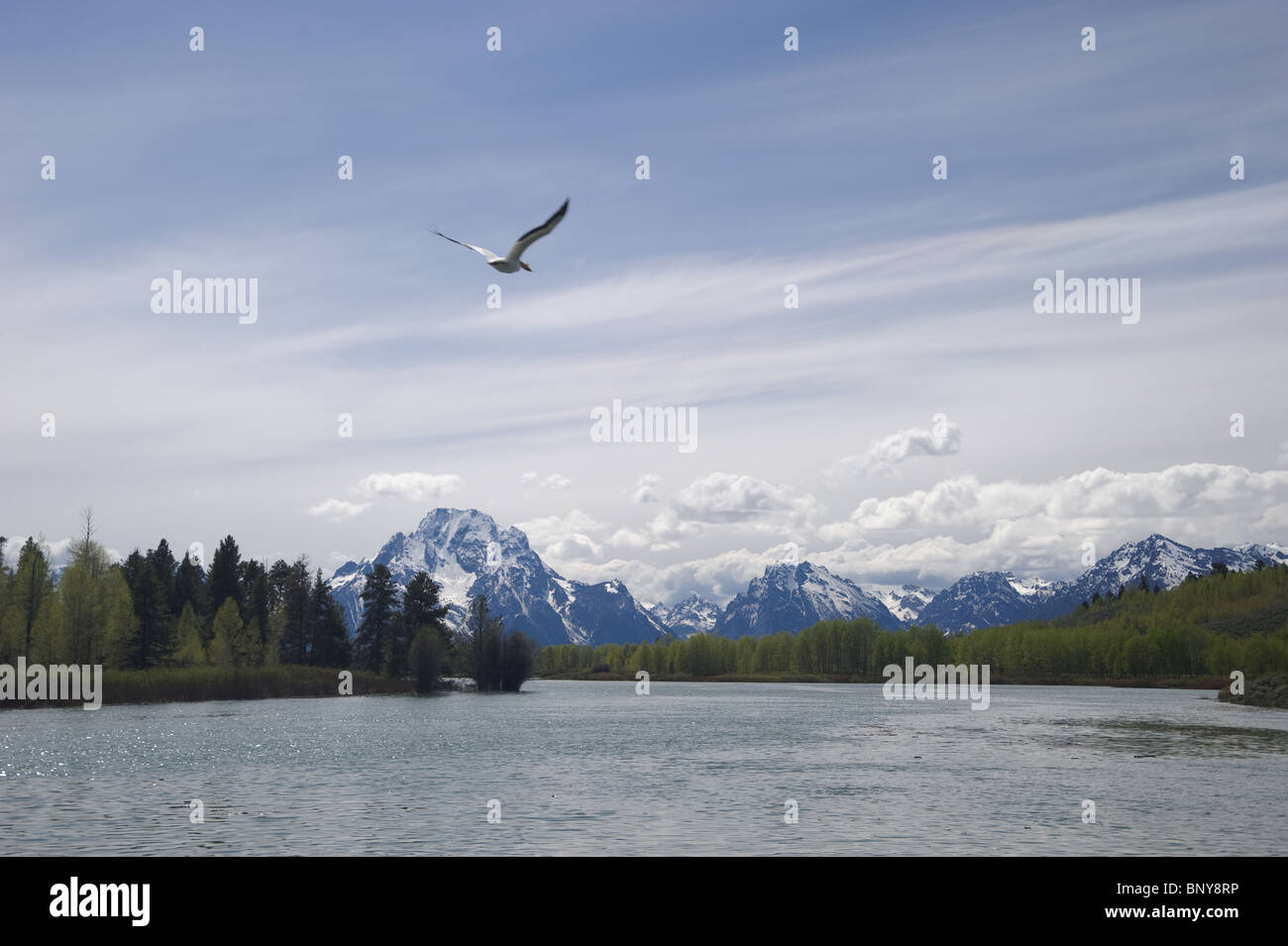 Uccello volando sul fiume vicino a Grand Teton Foto Stock