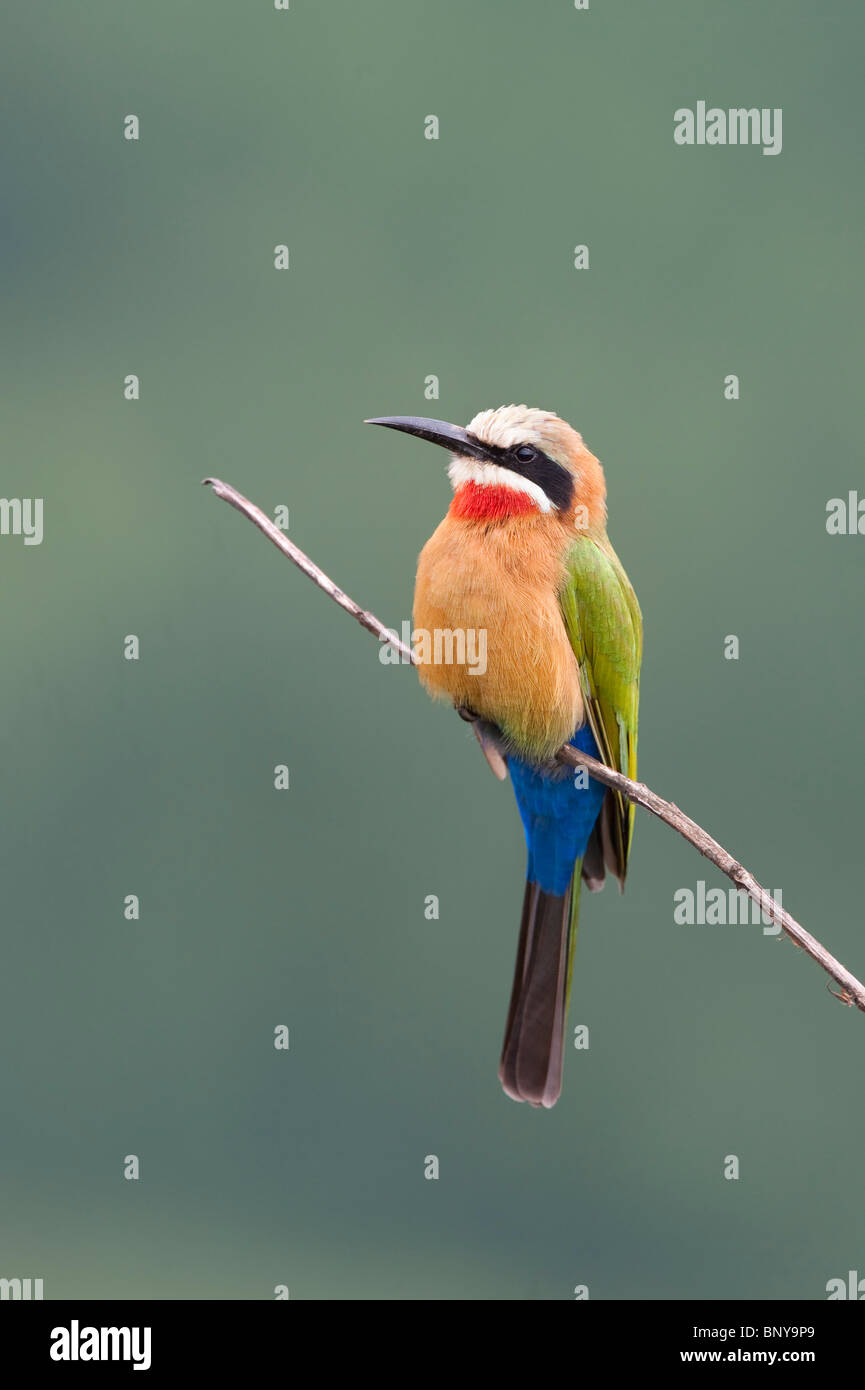 Whitefronted beeeater, Merops bullockoides, Mlilwane riserva naturale dello Swaziland Foto Stock