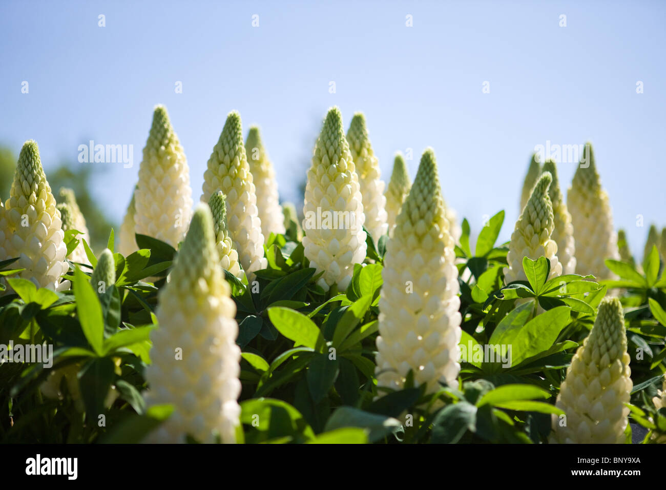 Lupini bianca fioritura in estate, polare Princess varietà Foto Stock