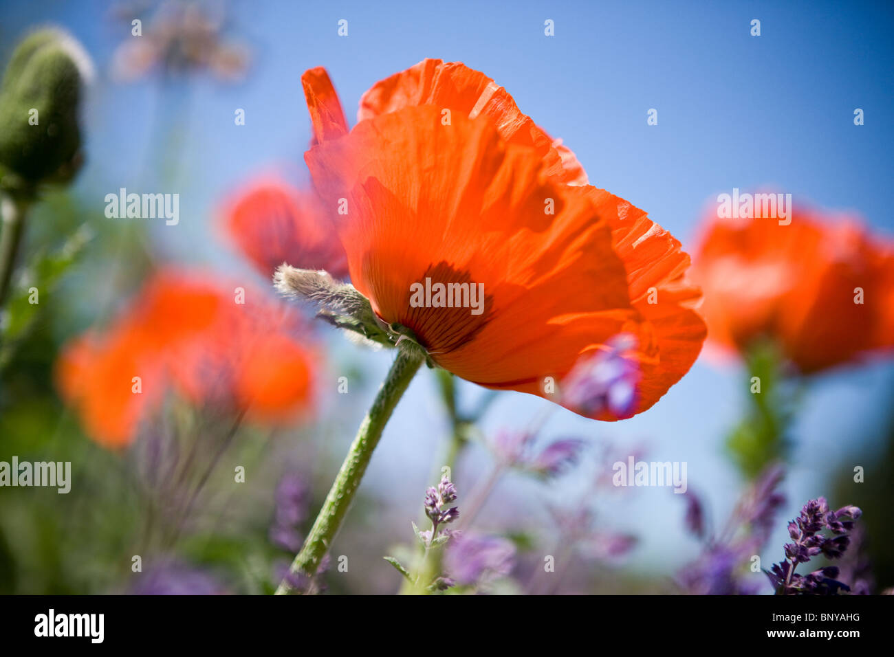 Un rosso papavero orientale tra i fiori di lavanda Foto Stock