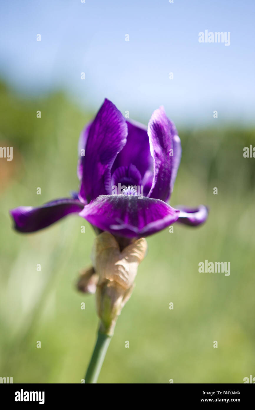 Un iris viola fiore in estate, liquirizia Stick varietà Foto Stock