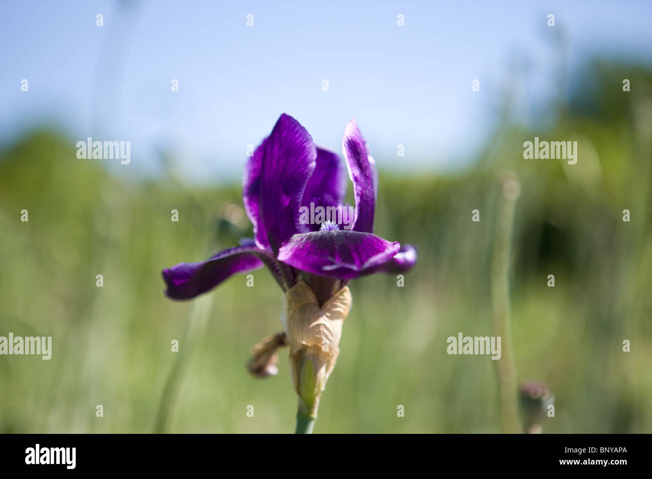 Un iris viola fiore in estate, liquirizia Stick varietà Foto Stock